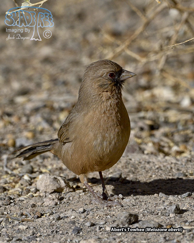 Abert's Towhee - Melozone aberti