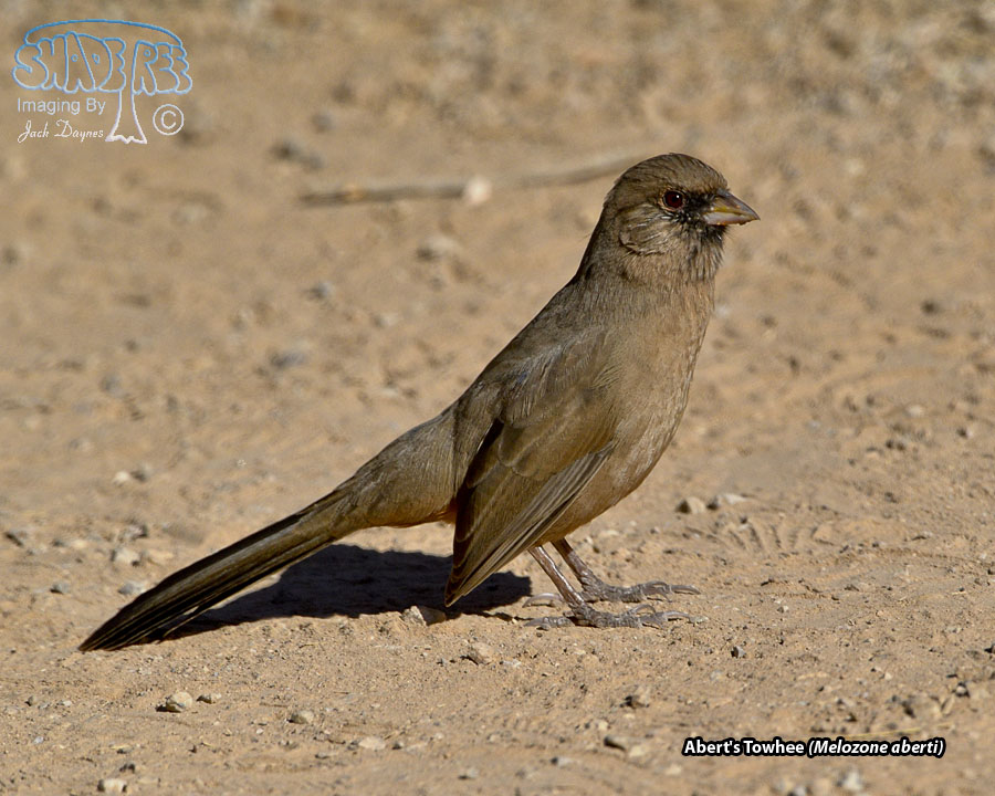 Abert's Towhee - Melozone aberti
