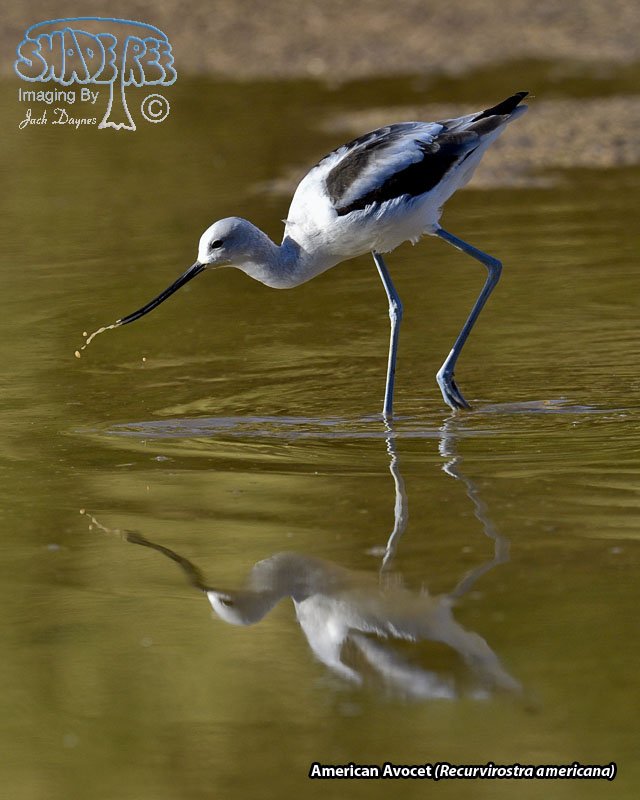 American Avocet - Recurvirostra americana