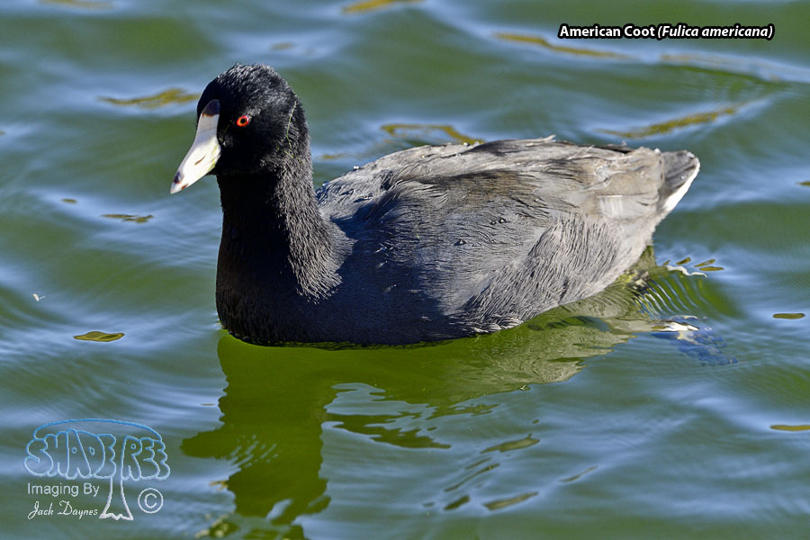 American Coot - Fulica americana