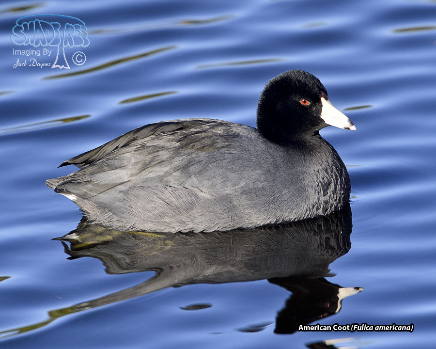 American Coot - Fulica americana