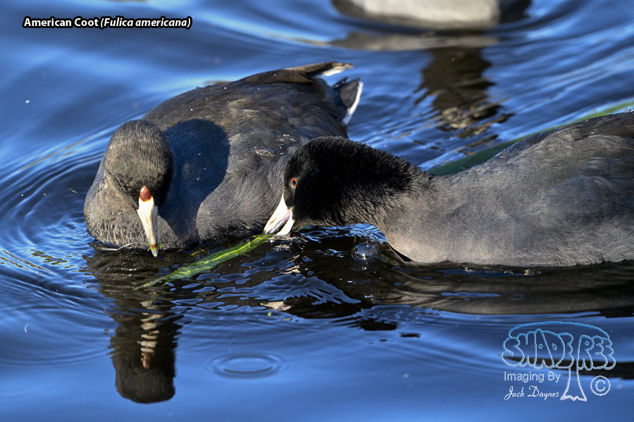 American Coot - Fulica americana