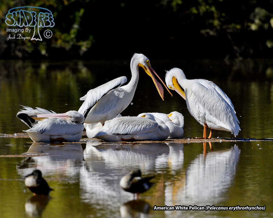 American White Pelican - Pelecanus erythrorhynchos