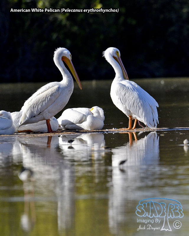 American White Pelican - Pelecanus erythrorhynchos