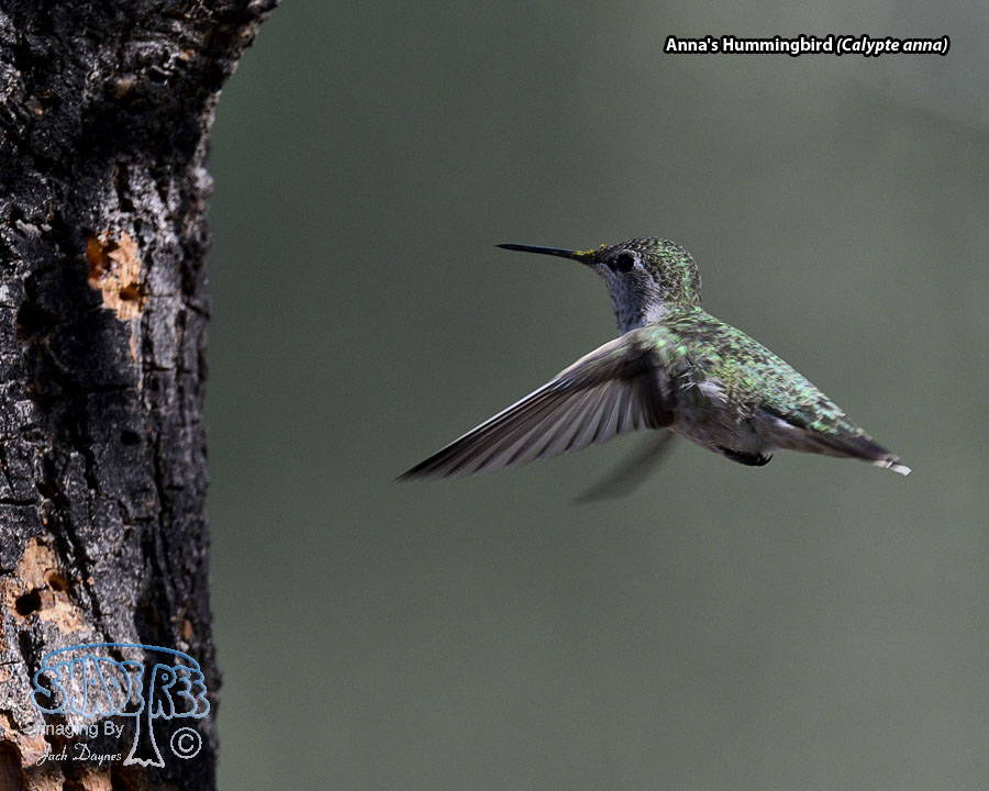 Anna's Hummingbird - Calypte anna