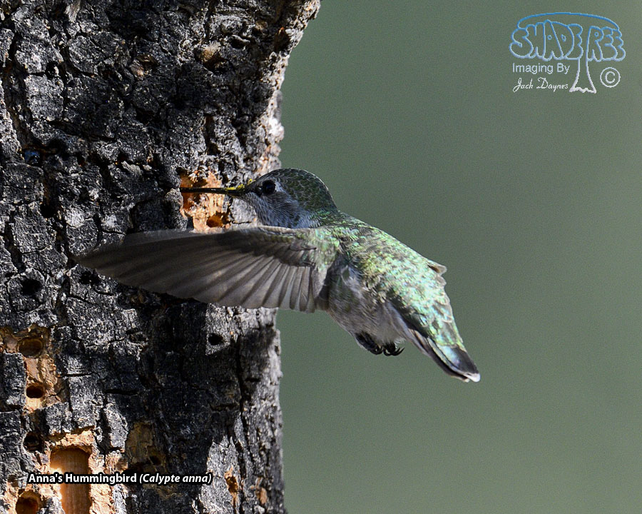 Anna's Hummingbird - Calypte anna