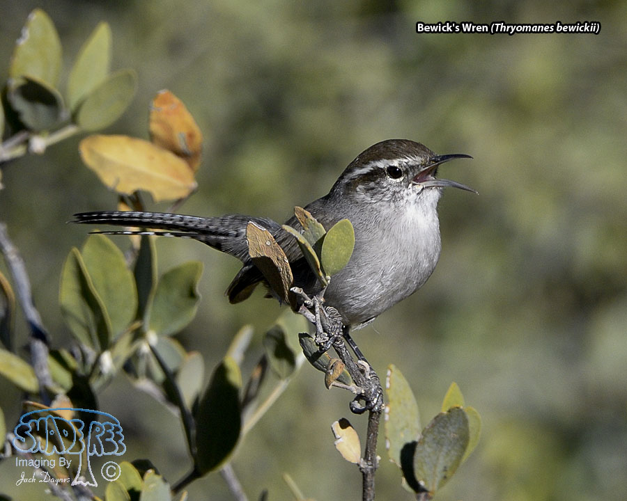 Bewick's Wren - Thryomanes bewickii