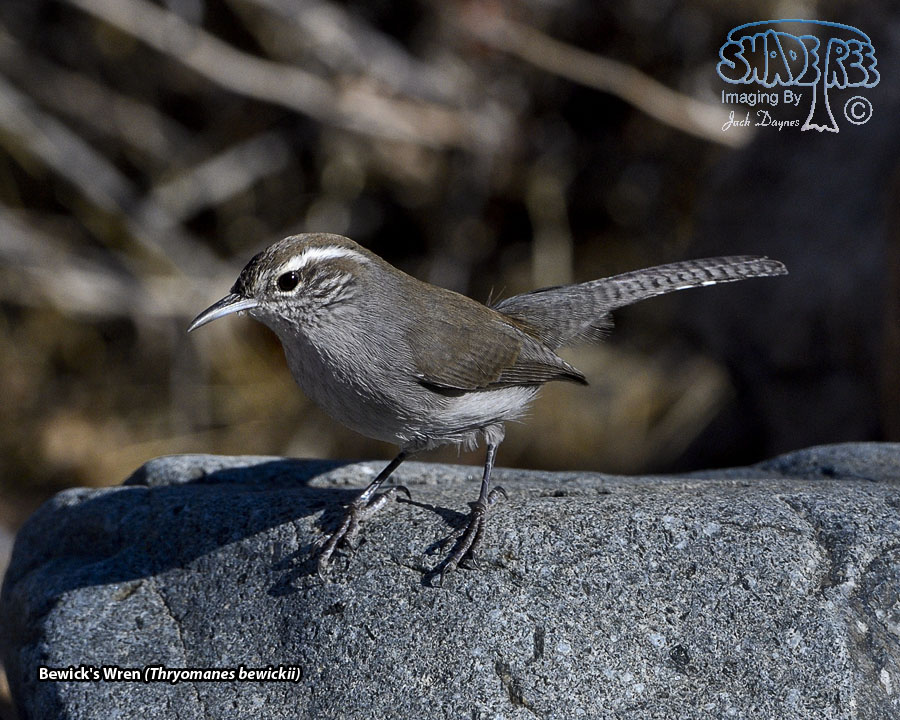 Bewick's Wren - Thryomanes bewickii