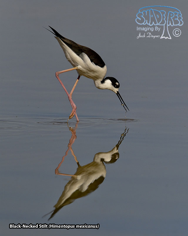 Black-Necked Stilt - Himantopus mexicanus