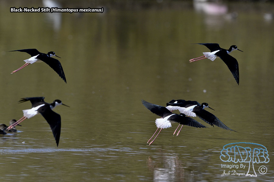 Black-Necked Stilt - Himantopus mexicanus