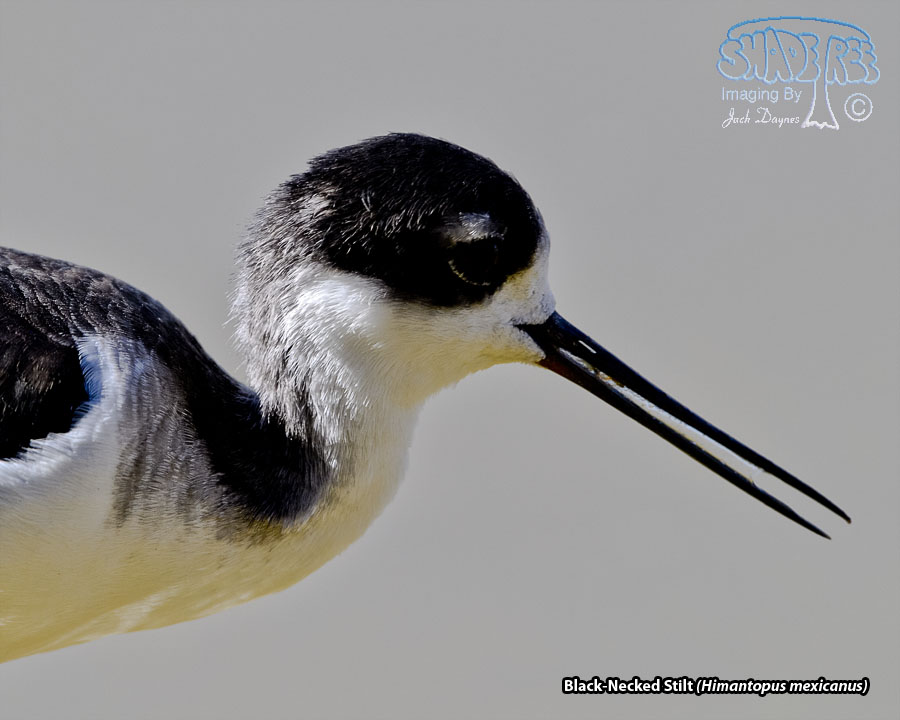Black-Necked Stilt - Himantopus mexicanus