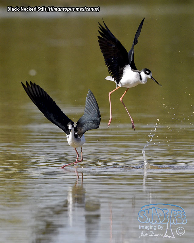 Black-Necked Stilt - Himantopus mexicanus