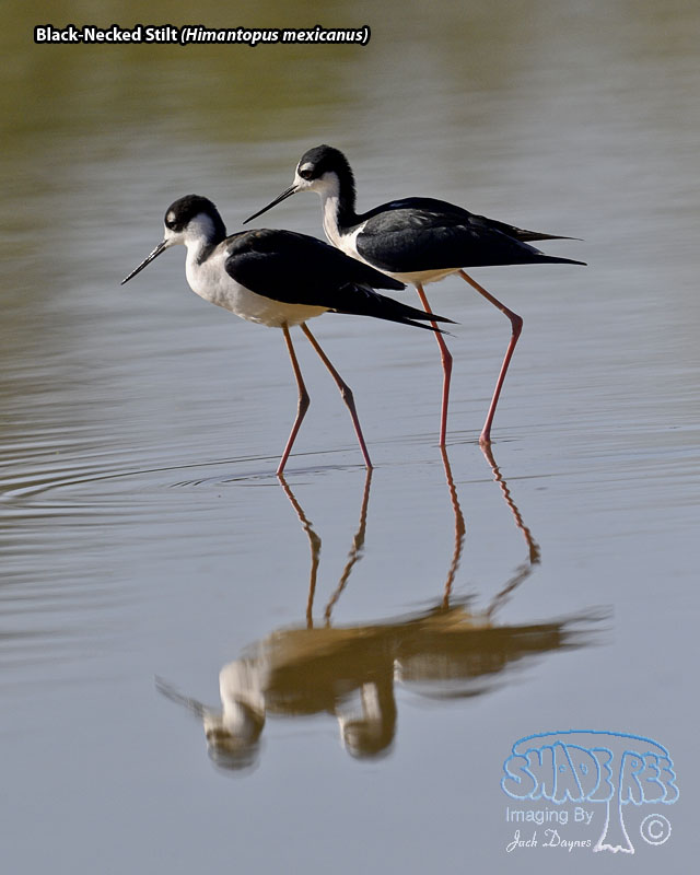 Black-Necked Stilt - Himantopus mexicanus