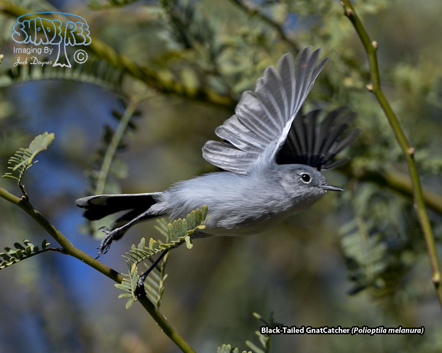 Black-Tailed Gnatcatcher - Polioptila melanura