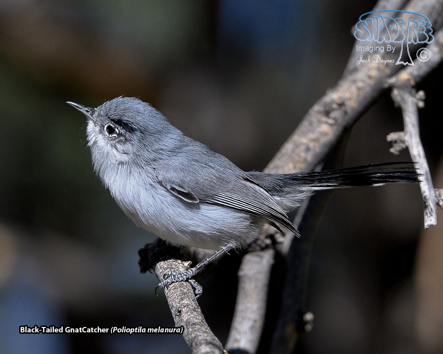 Black-Tailed Gnatcatcher - Polioptila melanura