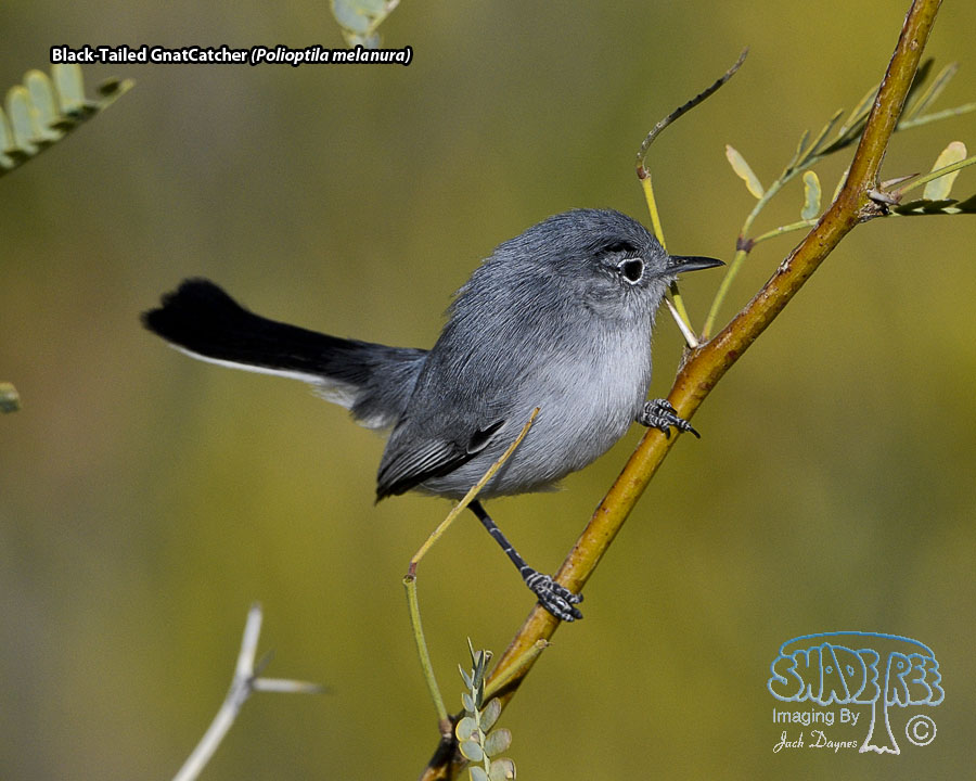 Black-Tailed Gnatcatcher - Polioptila melanura