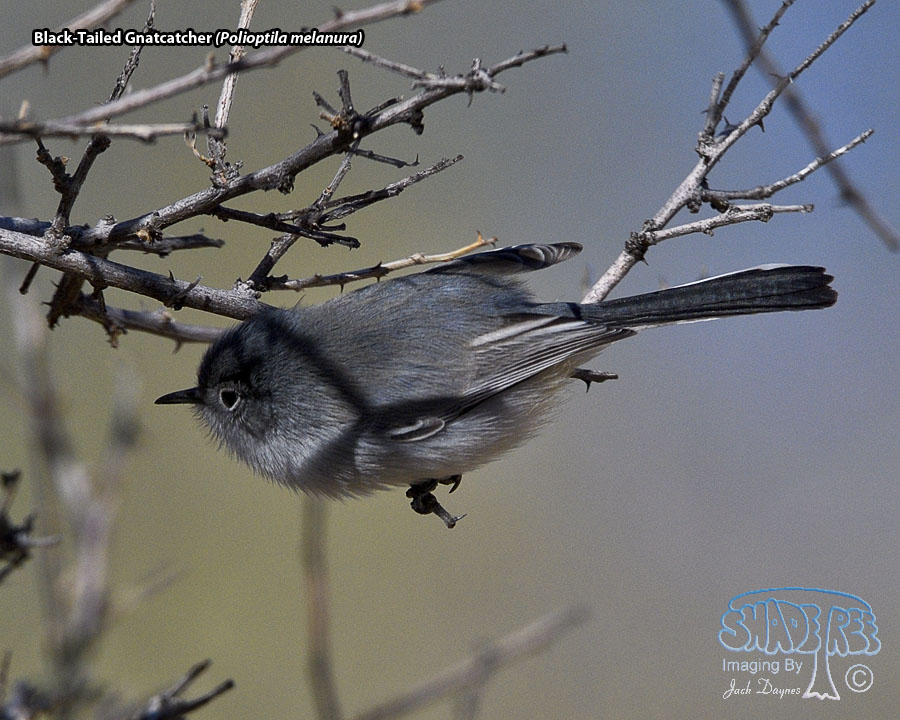 Black-Tailed Gnatcatcher - Polioptila melanura