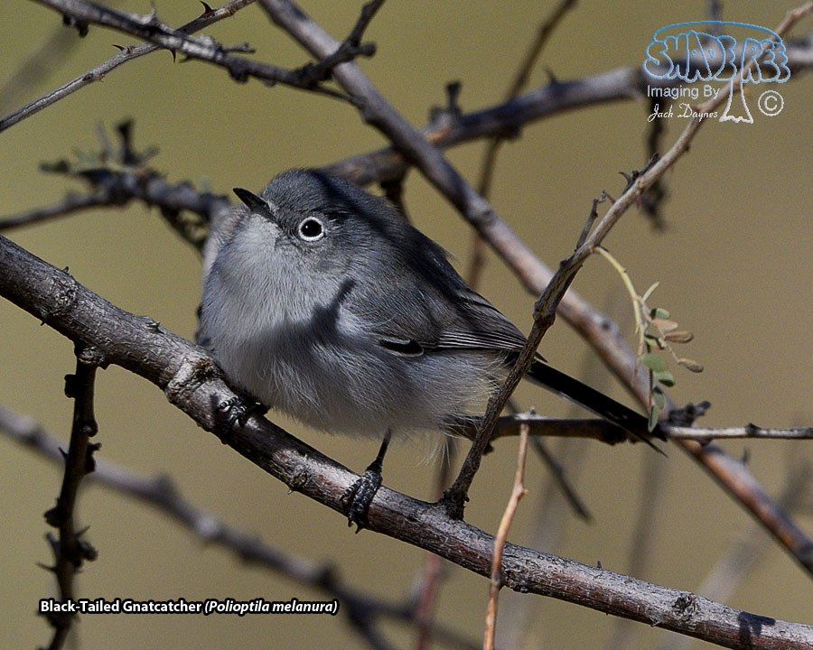 Black-Tailed Gnatcatcher - Polioptila melanura