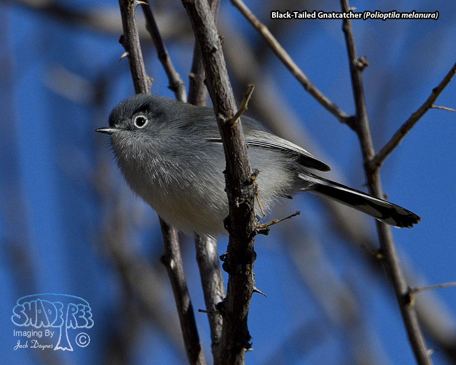 Black-Tailed Gnatcatcher - Polioptila melanura