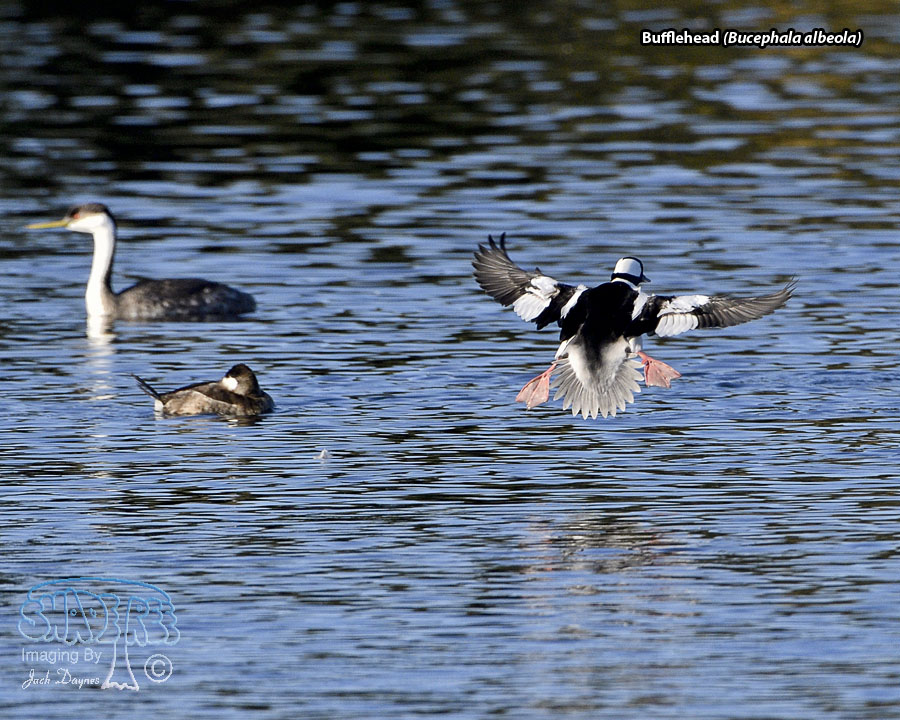Bufflehead - Bucephala albeola