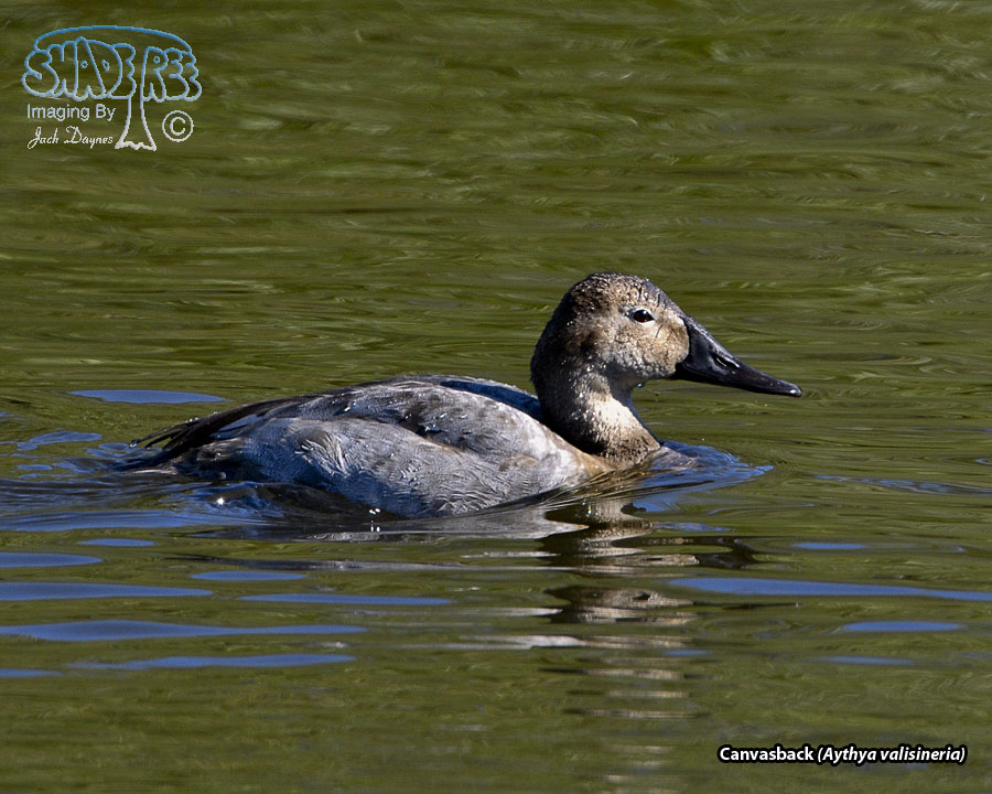 Canvasback - Aythya valisineria
