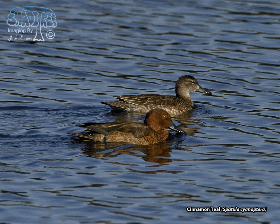 Cinnamon Teal - Spatula cyanoptera