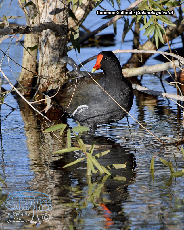 Common Gallinule - Gallinula galeata