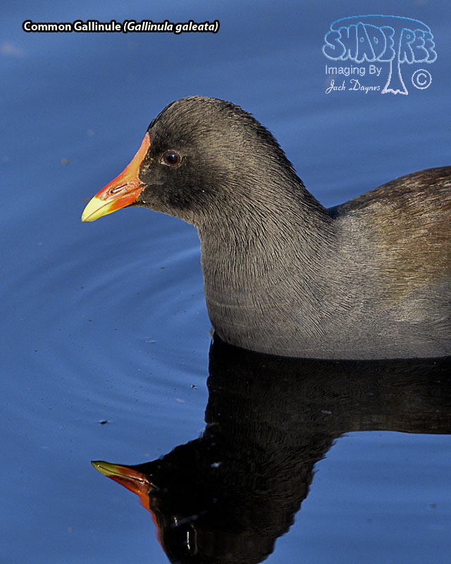 Common Gallinule - Gallinula galeata