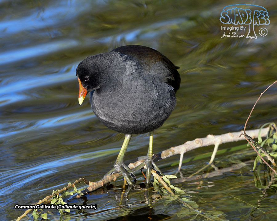 Common Gallinule - Gallinula galeata