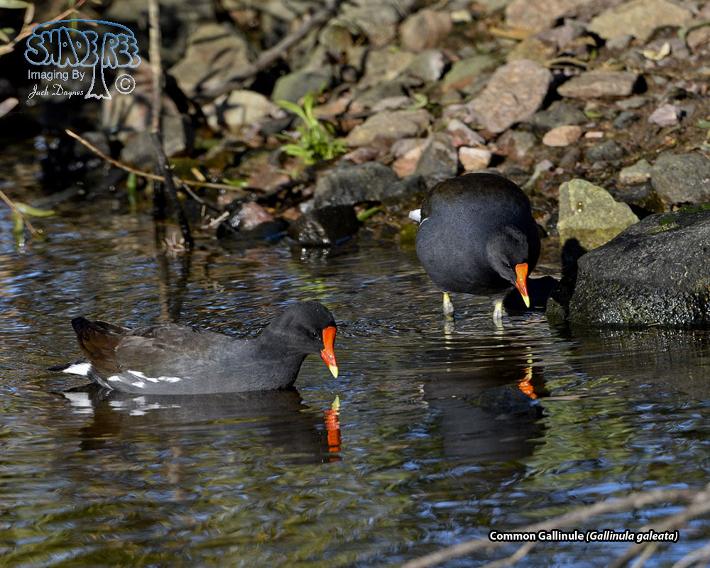 Common Gallinule - Gallinula galeata