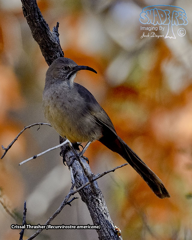 Crissal Thrasher - Toxostoma crissale