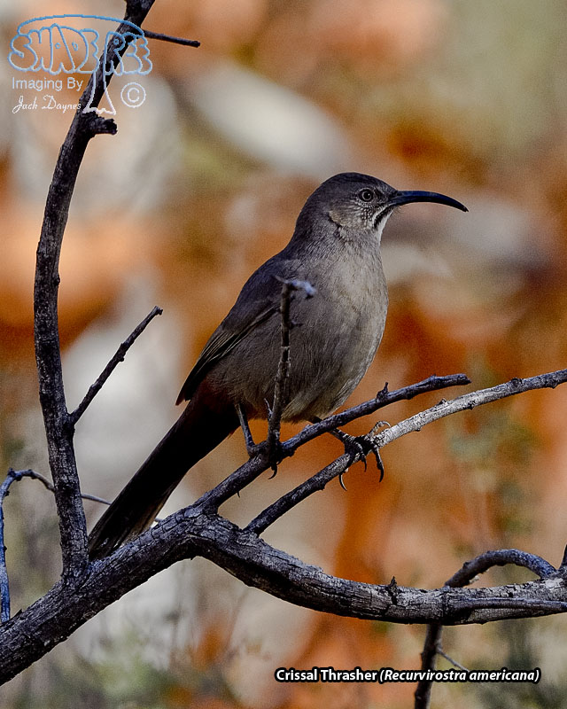 Crissal Thrasher - Toxostoma crissale