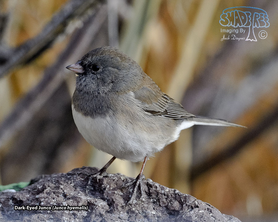 Dark-Eyed Junco - Junco hyemalis