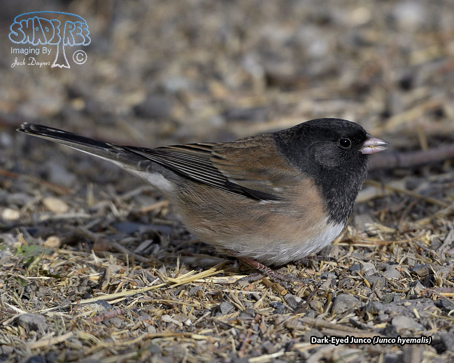 Dark-Eyed Junco - Junco hyemalis