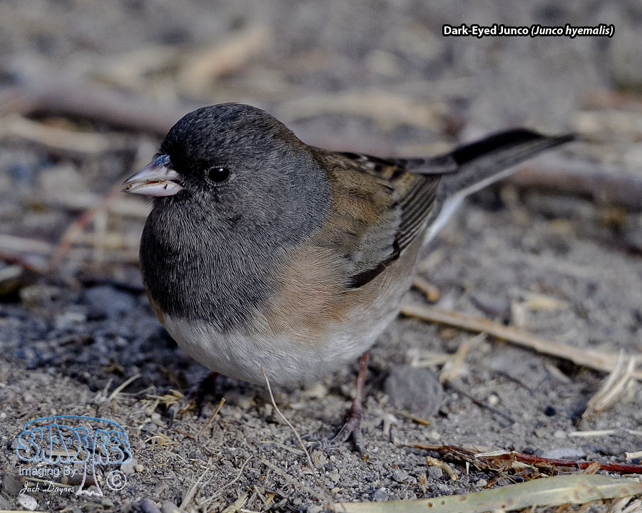 Dark-Eyed Junco - Junco hyemalis