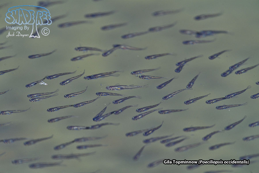 Gila Topminnow - Poeciliopsis occidentalis