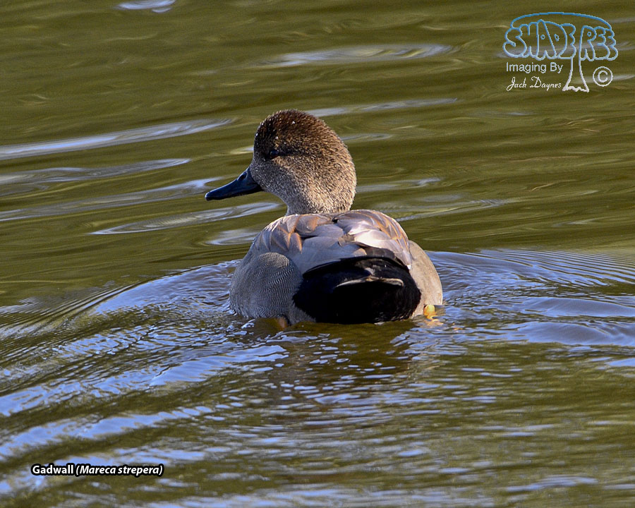 Gadwall - Mareca strepera