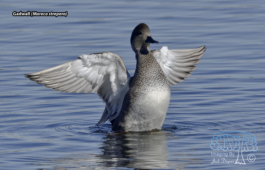 Gadwall - Mareca strepera