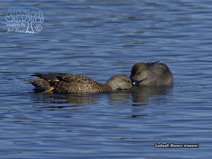 Gadwall - Mareca strepera