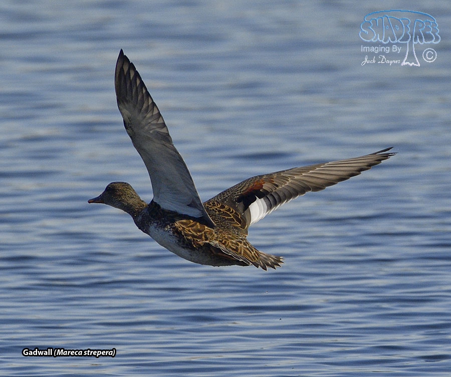 Gadwall - Mareca strepera