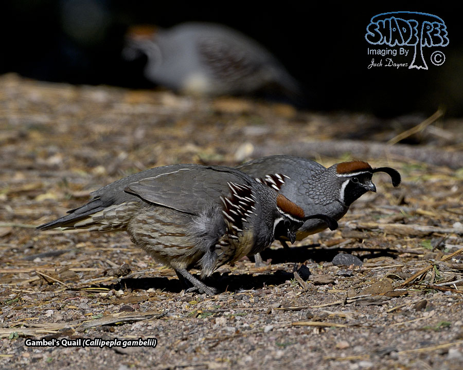Gambel's Quail - Callipepla gambelii