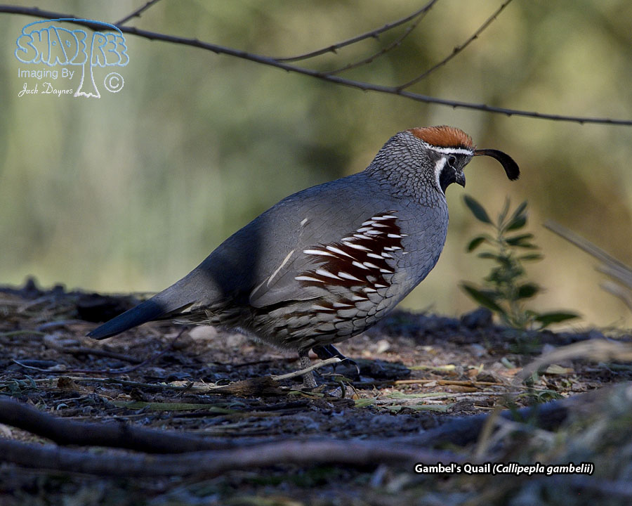 Gambel's Quail - Callipepla gambelii