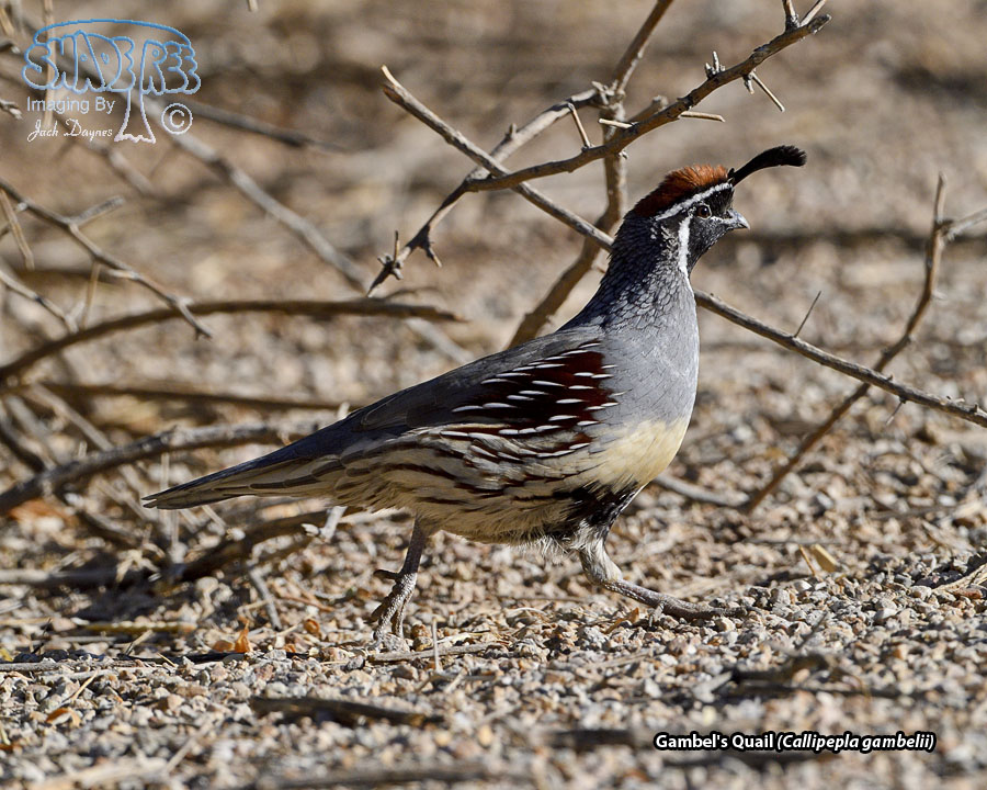 Gambel's Quail - Callipepla gambelii