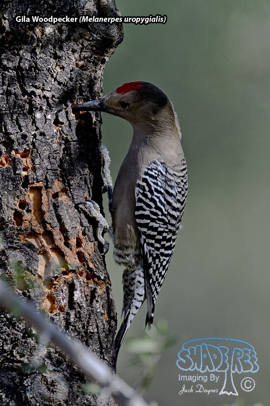 Gila Woodpecker - Melanerpes uropygialis