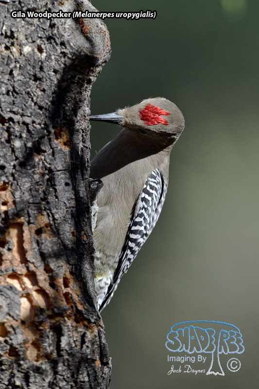 Gila Woodpecker - Melanerpes uropygialis
