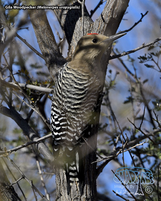 Gila Woodpecker - Melanerpes uropygialis