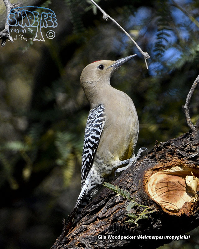 Gila Woodpecker - Melanerpes uropygialis