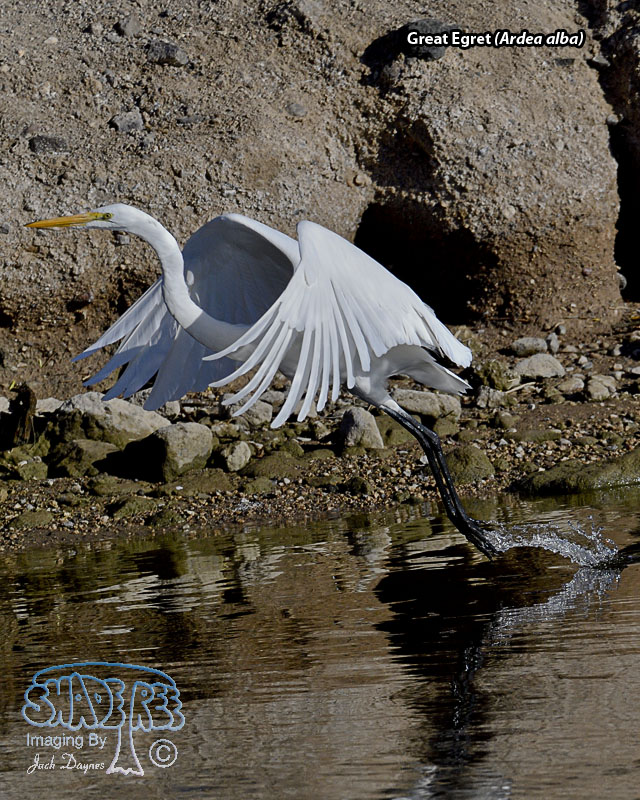 Great Egret - Ardea alba