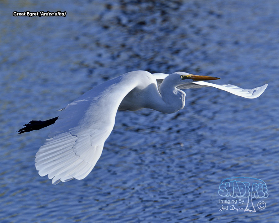 Great Egret - Ardea alba