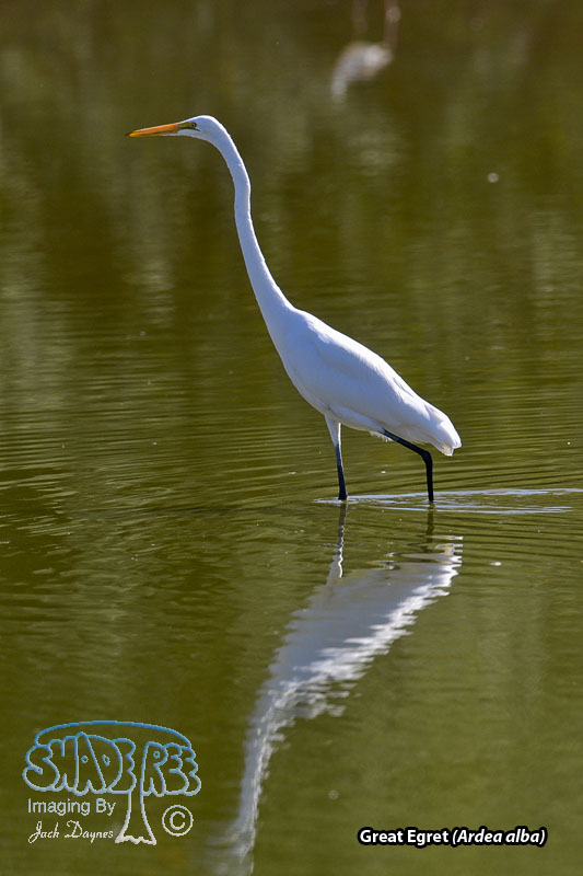 Great Egret - Ardea alba